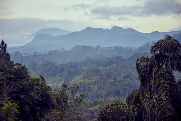 Wall Mural - views of the rain forest in Sri Lanka