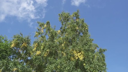 Wall Mural - The bottom view on the birches swinging wind against the background of the blue sky with quickly floating white clouds in summer sunny day