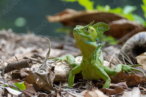 Fotografía Green Basilisk in Cahuita Costa Rica