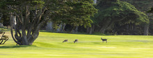Three Deer On A Golf Course