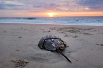 Horseshoe Crab Sunrise