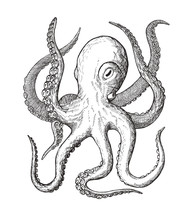 Octopus, Decorative Monochrome Vintage Ink Hand Drawing