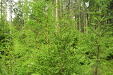 Fototapeta Perspektywa 3d - Wild green forest with spruces