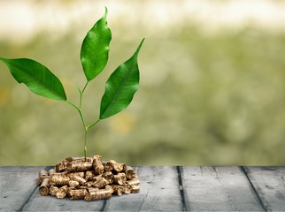 Poster - Growing plant tree  on background