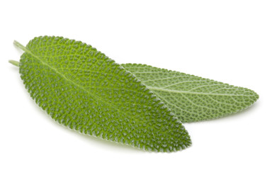 Sage leaves isolated on white background cutout.