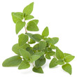 © Natika - Oregano or marjoram leaves isolated on white background cutout