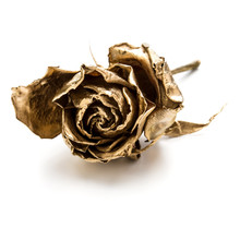 One Gold Rose Isolated On White Background Cutout. Golden Dried Flower Head, Romance Concept.