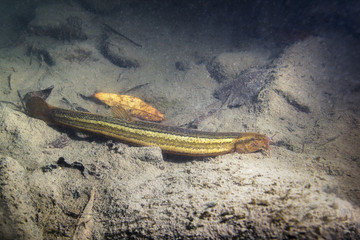 Wall Mural - Weather loach (Misgurnus fossilis) in the beautiful clean pond. Underwater shot in the lake. Wild life animal. Underwater photography of Weatherfish in the nature habitat with nice background.