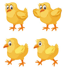 A set of cute chick