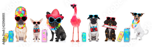 Cuadros en Lienzo row of dogs on summer vacation