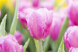 Fototapeta Tulipany - Fresh colorful tulips in warm sunlight