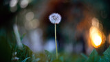Fototapeta Dmuchawce - Macro of a single white dandelion in nature.