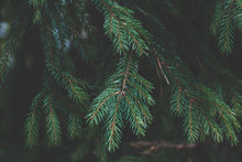 Spruce In A Forest. Nature Background, Close Up, Dark Faded Toned.