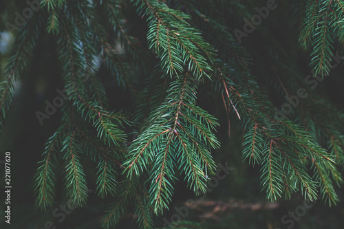 Spruce In A Forest Nature Background Close Up Dark Faded