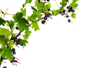 Wall Mural - Berries black currant with green leaf. Fresh fruit, isolated on white background.