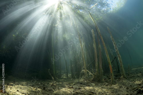 Fotografia, Obraz Beautiful and romantic underwater landscape with reed (Typha) in the clean pound