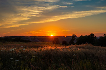 Wall Mural - Beautiful summer sunset with waving wild grass in sunlight, rural meadow or field in countryside