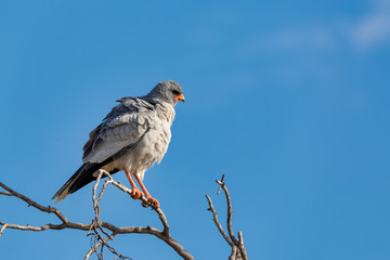 Poster - Pale chanting goshawk bird in Etosha, Namibia Africa wildlife