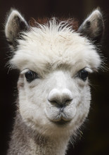 Close Up View Of A Young Alpaca