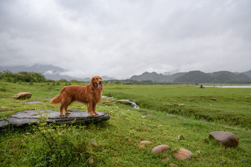 Wall Mural - Golden Retriever playing in the meadow