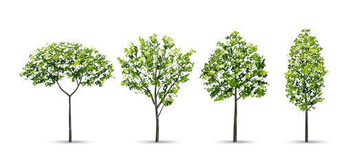 Collection of tree isolated on white background. Natural object for landscape design, architectural decoration, park and outdoor graphic. Vector.