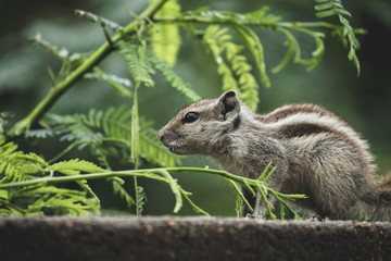 Squirrel besides tree leaves