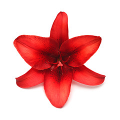 Wall Mural - Beautiful bouquet of red lily flower isolated on white background. Form of a starfish. Flat lay, top view. Floral pattern, object