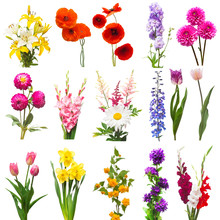 Collection Beautiful Flowers Assorted Delphinium, Gladiolus, Lily, Tulip, Poppy, Daffodil, Gerbera, Bell And Kerria Japonica Isolated On White Background. Flat Lay, Top View