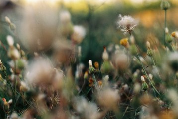 Field of dandelions