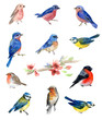 Watercolor bird illustrations
