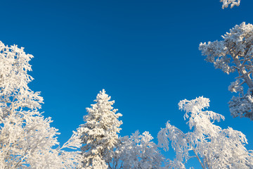 Wall Mural - snowy trees from below, blue sky background