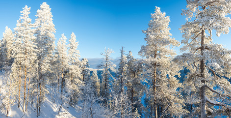 Wall Mural - forest landscape, frozen trees in winter in saariselka, lapland, finland