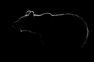 Wall Mural - brown bear body contour isolated in black background. bear contour in black and white.