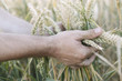 © Westend61 - Man's hand holding unripe wheat ears