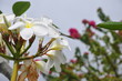 fleur symbole de Tahiti (fleur de tiaret) 