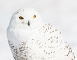 A mature snowy owl photographed in flight and on the ground against a snowy Canadian background.