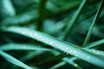 grass with water drops