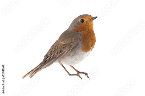 Fotomural European robin (Erithacus rubecula)