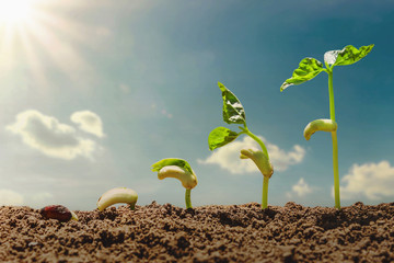 agriculture concept planting growing step with blue sky and sunshine background