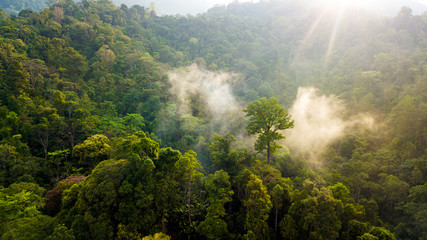Plakat las pejzaż dżungla