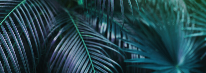 Fototapete - Website banner of tropical palm leaves an foliage in dark soft colors. Concept of blog heading, tropical theme, summer blog header. flora and plants.