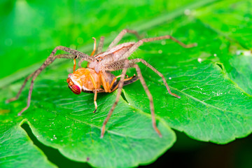 Wall Mural - Male Slender Crab spider or small huntsman (Arachnida: Araneae: Philodromidae: Tibellus oblongus) eating a signal fly (Platystomatidae Scholastinae) on a green leaf isolated with black background