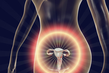 Anatomy of female reproductive system, 3D illustration. Female gynecology organs highlighted inside body