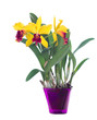 Yellow flowers Cattleya. Orchid. Isolated