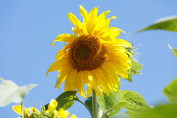 Yellow blooming sunflower