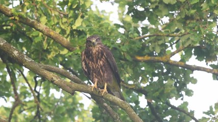 Wall Mural - Common buzzard on a branch and flying off a branch