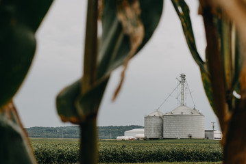 Wall Mural - Landscape view of a farm in Indiana