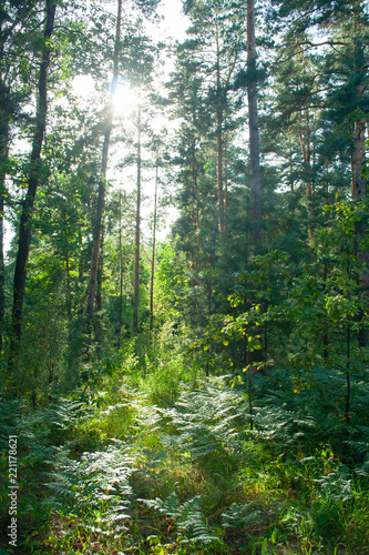 Fototapety na przedpokój  zarosniety-las