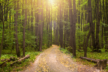 Wall Mural - gorgeous autumn yellow forest panorama with the sun ray through trees