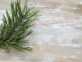 Wall Mural - Green pine branches on a wooden brown background.